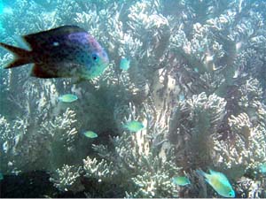 珊瑚と魚たち